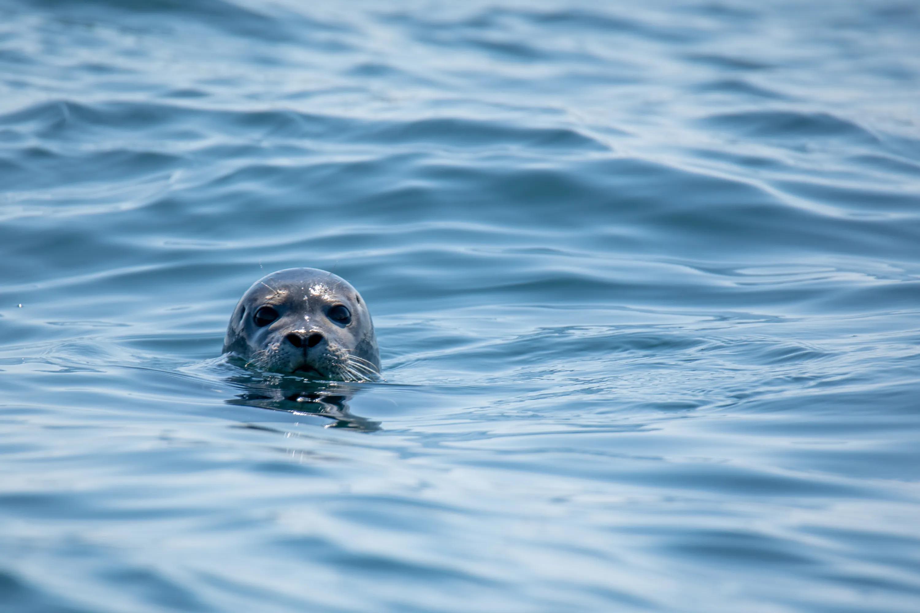 Monk Seal